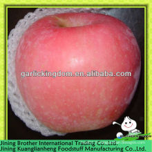 Shandong yantai fuji apple